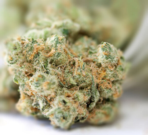 Thin Mint Girl Scout Cookies Weed Strain IE